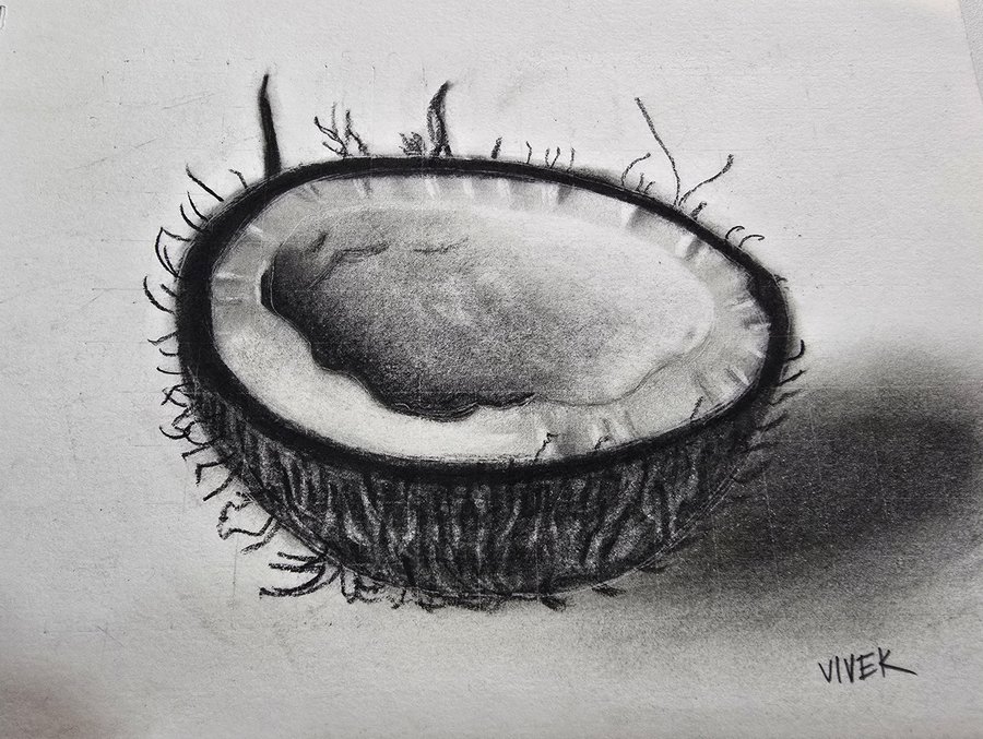 Realistic coconut drawn in charcoal