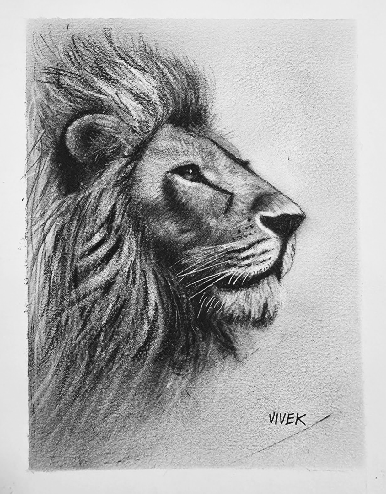 Realistic lion portrait drawn in charcoal